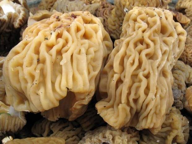 Миколог назвал районы Подмосковья, где безопасно собирать сморчки