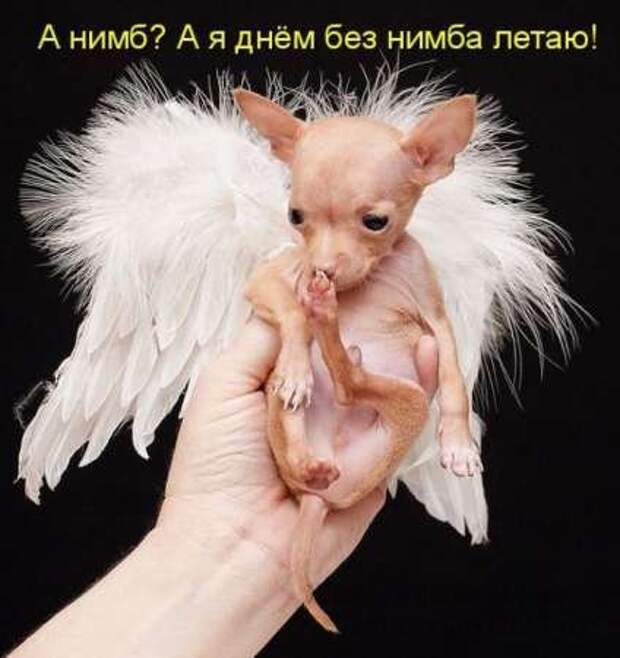 Сборка котоматриц
