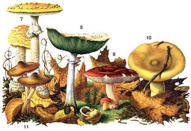 Определитель грибов, как отличить съедобные грибы, как отличить ядовитые грибы, календарь грибника, грибной календарь, календарь грибника на 2013 год, календарь грибника на лето, календарь грибника на осень, когда собирать грибы