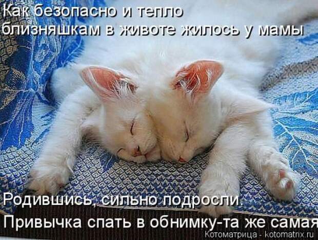 Новая отличная котоматрица (38 фото)