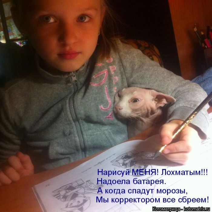Лучшие котоматрицы недели (50 фото)