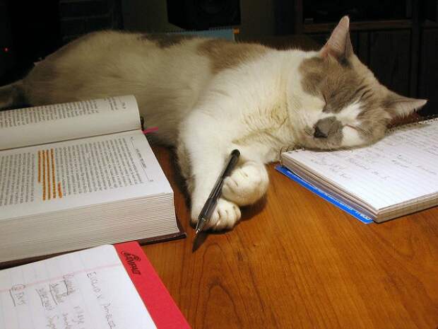 И днем и ночью кот ученый: 7 животных с высшим образованием