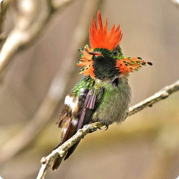 Украшенная кокетка (лат. Lophornis ornatus)