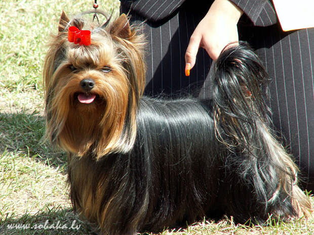 Yorkshire Terrier 