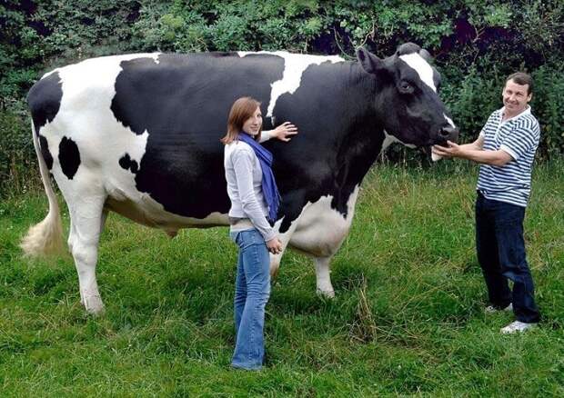 Голштино-фризская порода (Holstein Friesian Cows) - самая распространенная порода в мире. Однако среди них часто попадаются гиганты по росту. Например корова Блоссом имеет рост в холке - 197 см, а бык Триггер (на фото) более 2-х метров буренки, животные, интересное, коровы, красота, породы