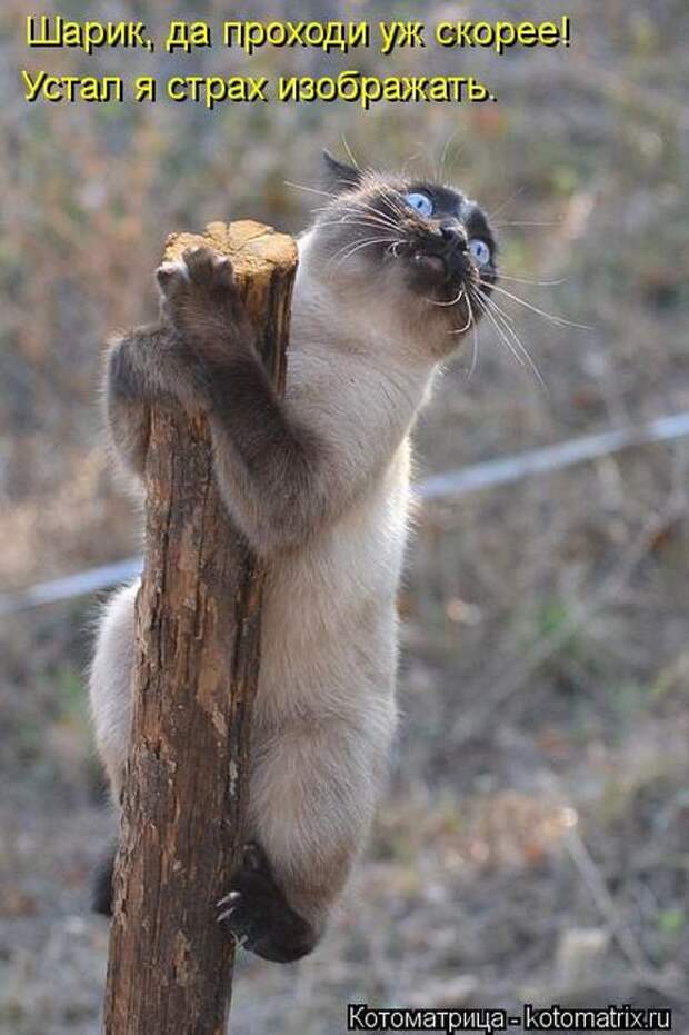 Котоматрицы (картинки с надписями)