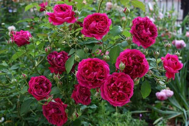 Полуплетистая английская роза William Shakespeare 2000