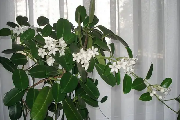 Самые ароматные комнатные растения для дома