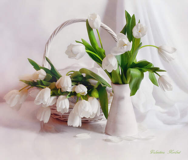 Валентика корибут Белые тюльпаны Натюрморты (700x597, 180Kb)