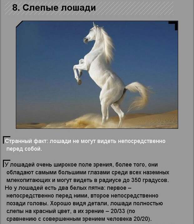 Удивительные факты о необычных созданиях природы Удивительные факты о необычных созданиях природы