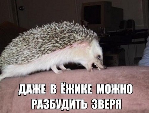 Прикольные картинки пятничным вечером (50 шт)