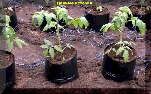 Самая ранняя высадка томатов в теплицу: высаживаем томаты в рукава или применяем пленочное мульчирование