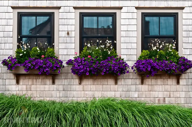 Как закрепить цветы за окном квартиры. Особенности 