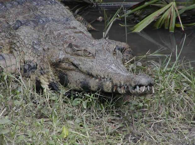 Африканский узкорылый крокодил животные, крокодил, крокодилы, факты