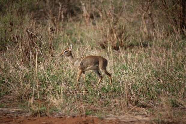 Мини-мисс очарование Кении! Самая маленькая антилопа в мире может поместиться на ладони антилопа, животные, мини-мисс