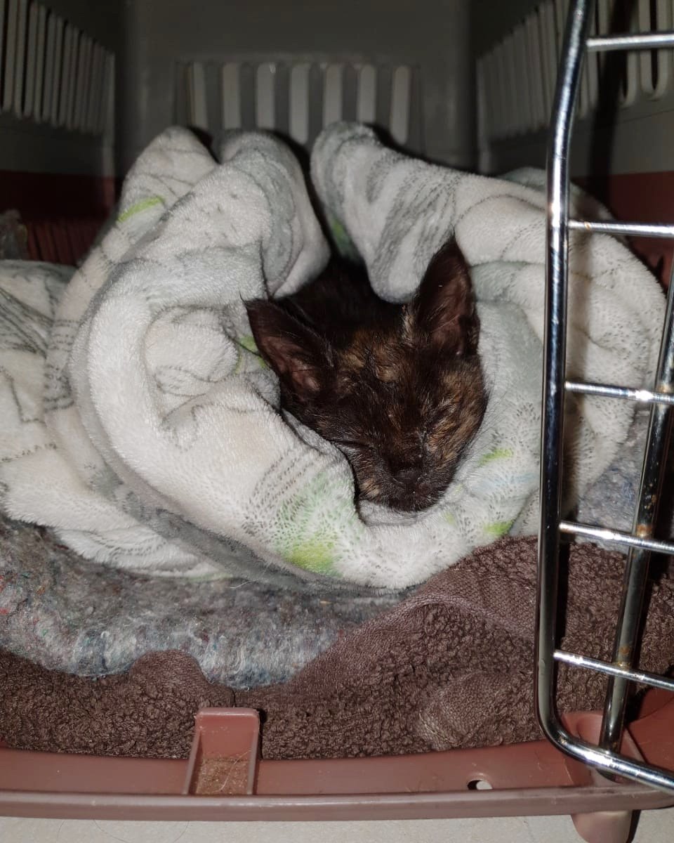 котенок в полотенце