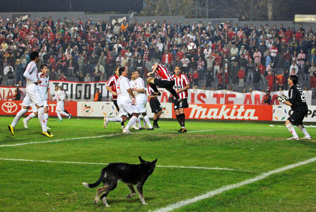 Собака на поле во время четвертьфинального матча Кубка Либертадорес между аргентинским «Эстудиантесом» и бразильским «Интернасьоналом», 20 мая 2010 года