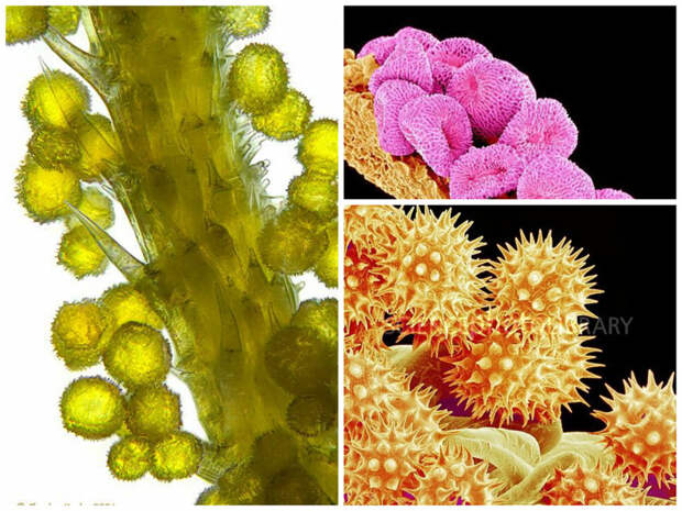 Пыльца одуванчика, герани и подсолнечника интересное, красота, микросъемка, удивительное