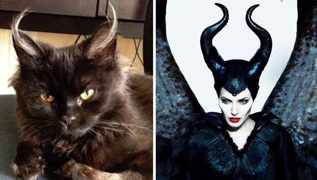 cat look like, коты похожие на знаменитостей, коты похожие на нечто другое