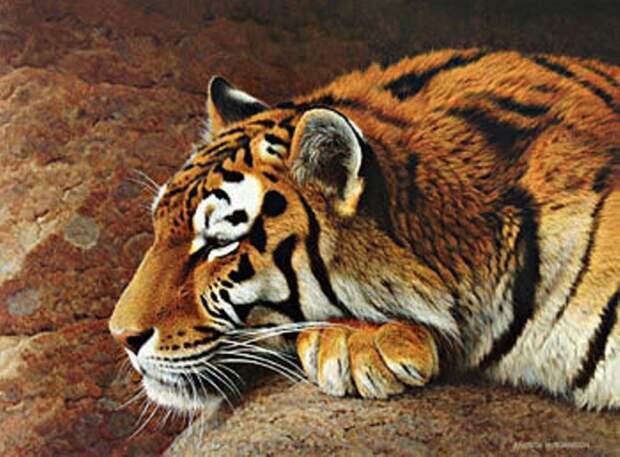 Тигр, нарисованный художником, во всей красе.
