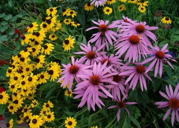 7 шикарных цветов-самосеек для ленивого садовода, которые украсят любой участок