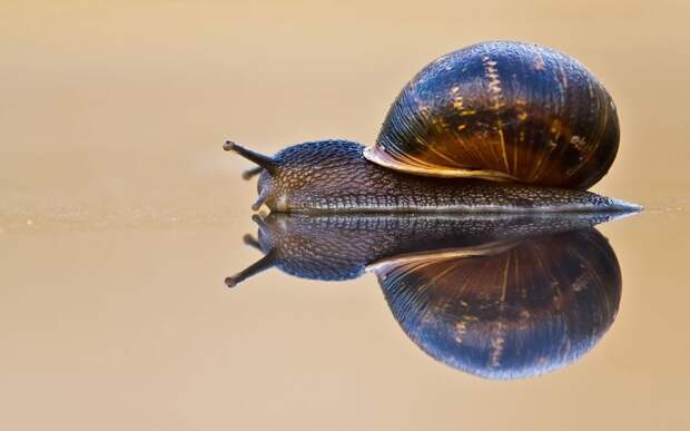 Reflection Reflection