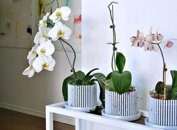 РЕАНИМАЦИЯ орхидеи фаленопсис. Горшки-короны