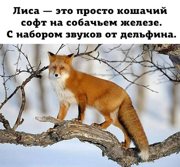 Юмор из интернета 570
