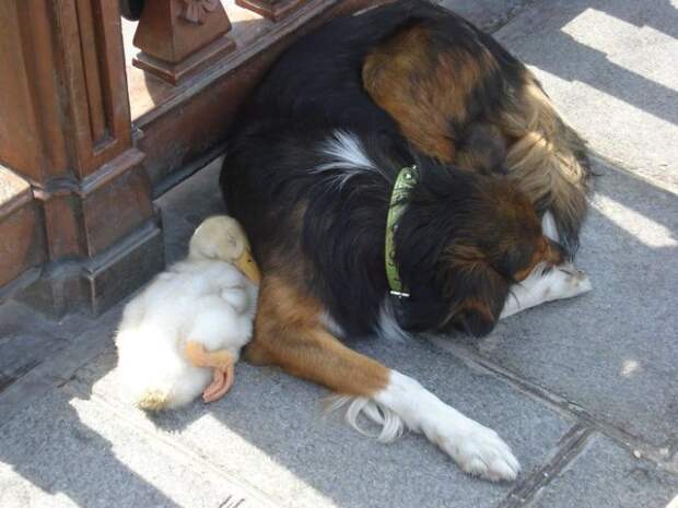 unusual-animal-friendship-50__700