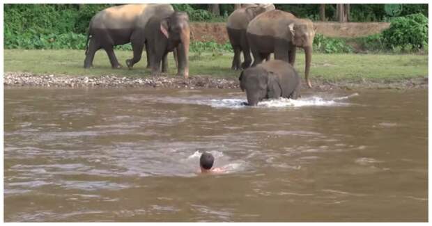 Слоненок бросился в реку, чтобы спасти человека видео, животные, слон, спасение