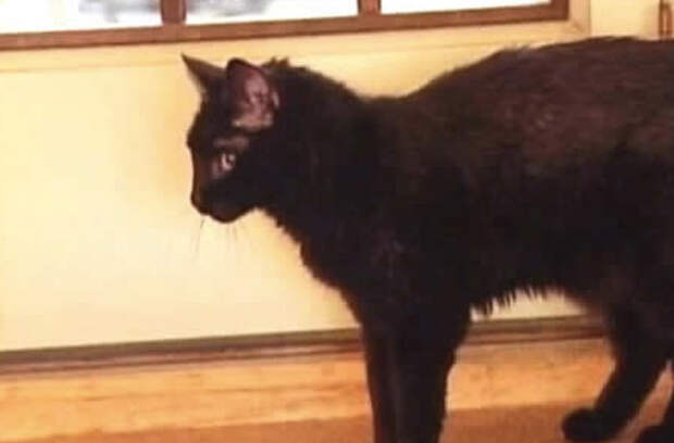 Кошка Беби, 37 лет Черная кошка Аль и Мэри Поласки прожила с ними 37 лет. Котенка супруги взяли к себе в 1970 году. Благодаря журналу Cat Fancy кошка-долгожитель из штата Миннесота стала местной знаменитостью.