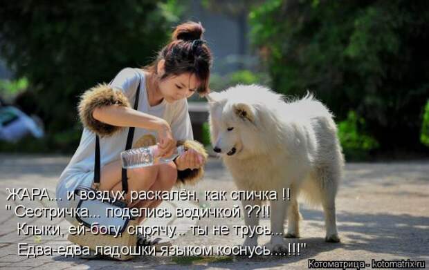 Лучшие котоматрицы недели (50 фото)