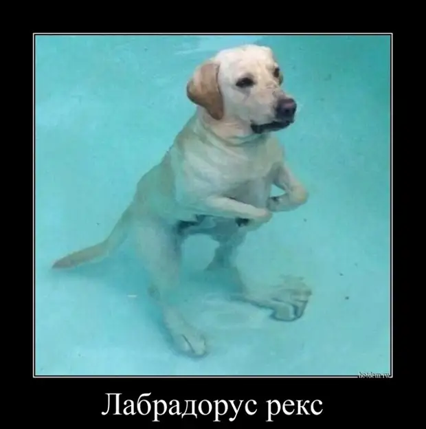 Прикольные демотиваторы для всех