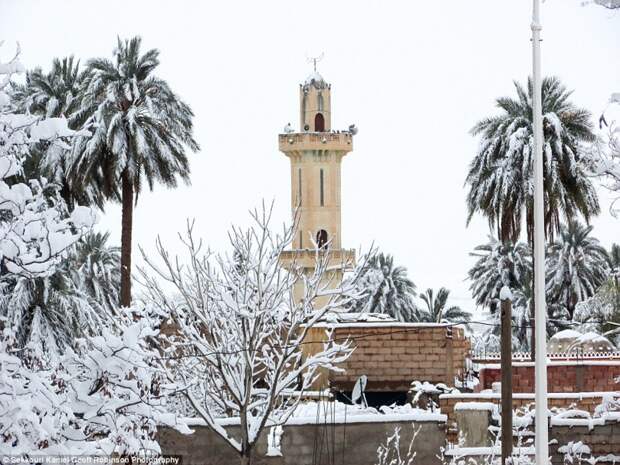 Мечеть и пальмы в снегу  аномалия, сахара, снег