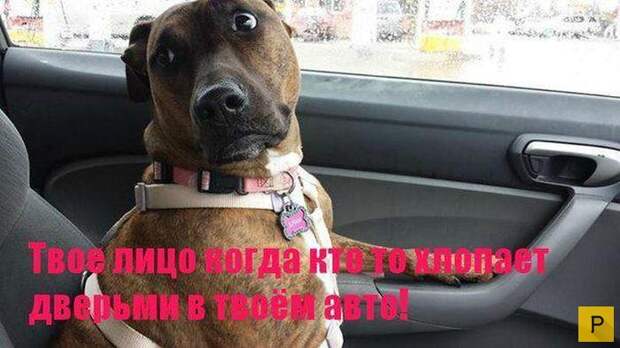 Подборка автомобильных приколов, часть 6 (42 фото)