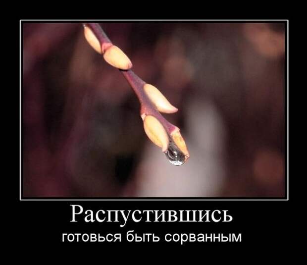 Демотиваторы
