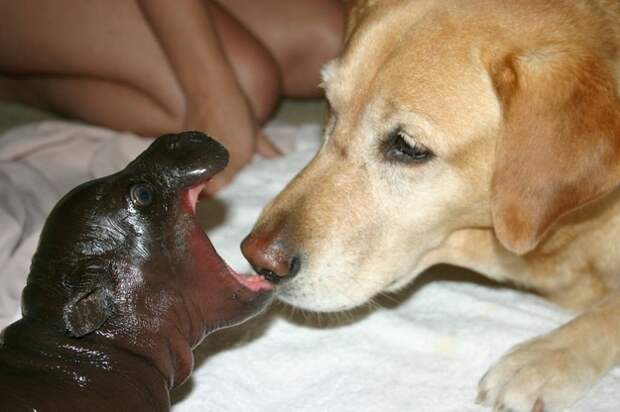 enhanced-buzz-7041-1380294716-18