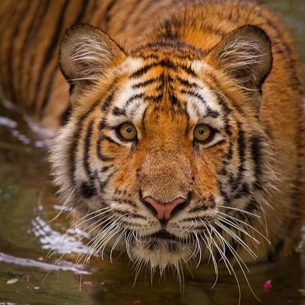 Тигры – дикий животный магнетизм в 30 потрясающих фотографиях 8