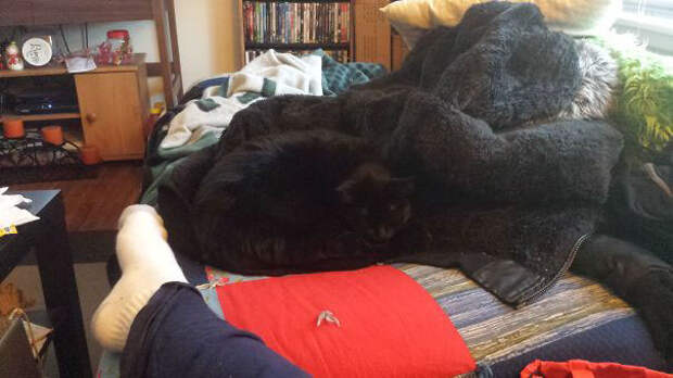 find-hidden-cat-camouflage-hide-and-seek-catouflage-104-58369443d9a67__605