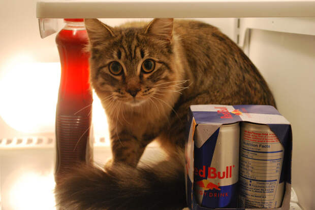 catfridge16 Коты в холодильниках