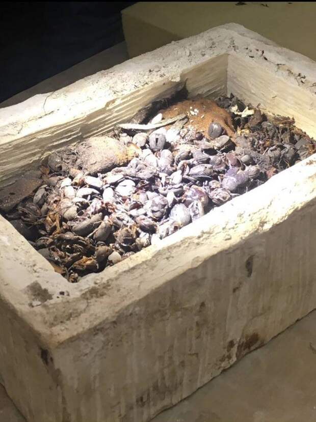 Еще одна коллекция мумий скарабеев была обнаружена внутри меньшего саркофага Египт, в мире, гробницы, кошки, мумия, находка, пирамиды