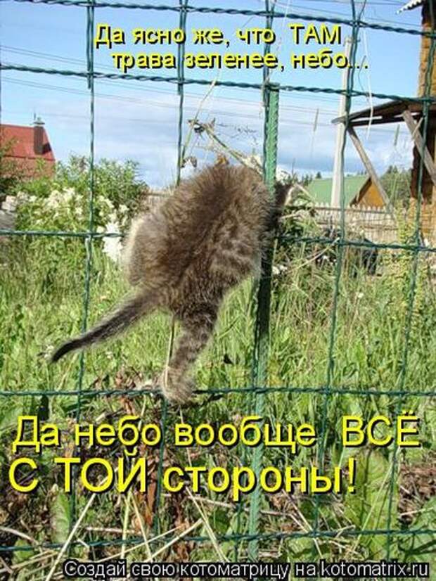 Лучшие котоматрицы недели (50 фото)