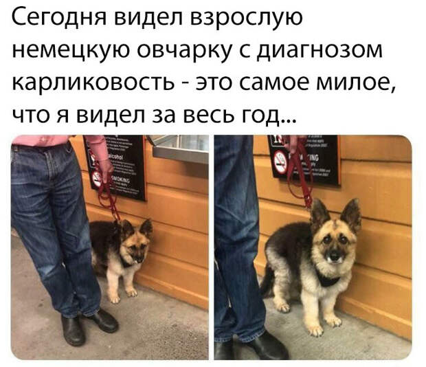 Мемы и картинки