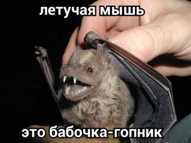 Прикольные фотомемы (23 шт)