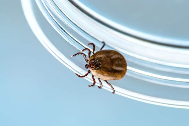 Ранние клещи, "мутанты" и заражение без укуса: что ждет россиян с приходом тепла