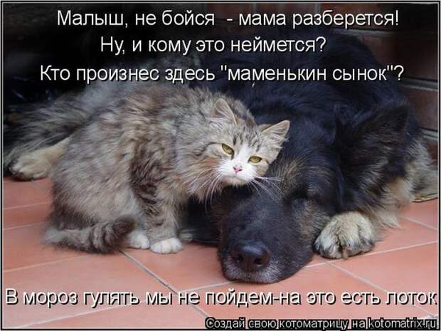 Лучшие котоматрицы недели (50 фото)