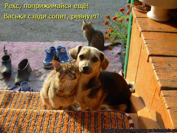 Лучшие котоматрицы недели Лучшие котоматрицы недели