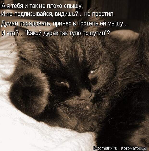 Где весело ночью. Я тебя разбужу. Меня будить фото. Доброе утро с черным котиеом. Разбуженный черный котик.