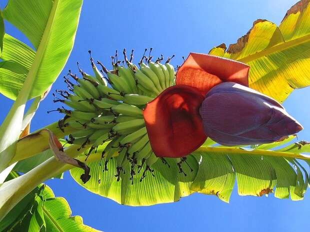 Как цветет банан фото