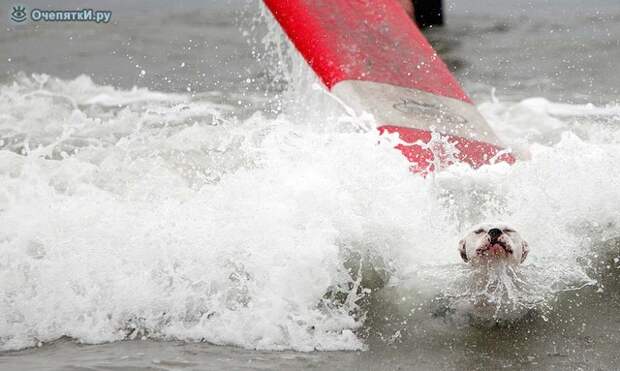 Собачий сёрфинг 4